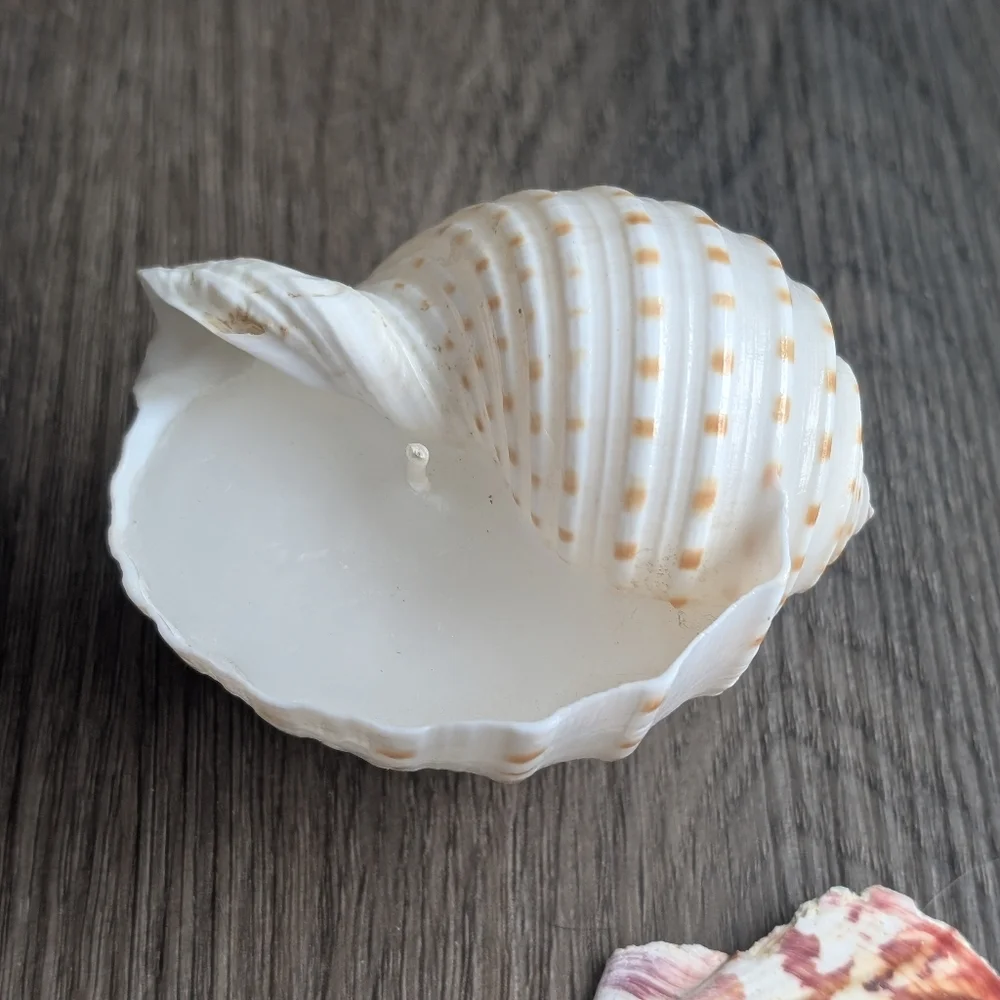 Candles Coastal Shell Set (2), Scallop Shell, Sea Urchins & Wooden Stand - Picture 5 of 7